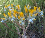 Dudleya cymosa ssp. costatifolia