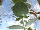 Eucalyptus pulverulenta