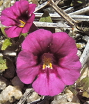 Diplacus bicolor