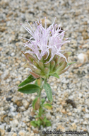Monardella australis ssp. australis