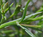 Eremogone macradenia var. arcuifolia