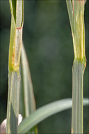 Carex atrata ssp. aterrima