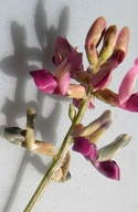 Astragalus parvus