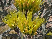 Agave parryi ssp. parryi