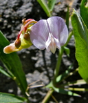 Lathyrus lanszwertii var. tracyi