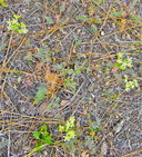 Horkelia daucifolia var. daucifolia