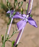 Ipomopsis longiflora ssp. longiflora