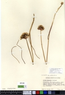 Allium howellii var. sanbenitense