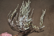 Artemisia arbuscula ssp. thermopola