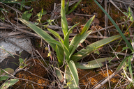 Anacamptis coriophora ssp. fragrans