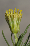 Peucephyllum schottii