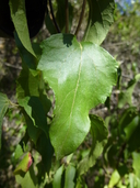 Podanthus mitiqui