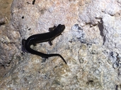 Salamandra del Sistema Purificación