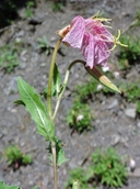 Oenothera albicaulis