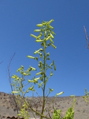 Nicotiana solanifolia