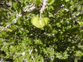 Porliera chilensis