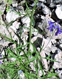 Delphinium ramosum