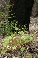 Claytonia perfoliata ssp. mexicana