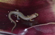 Atzalan Golden Salamander