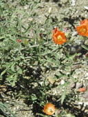 Sphaeralcea grossulariifolia