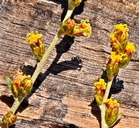 Artemisia rothrockii