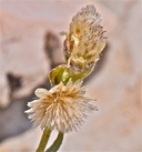 Antennaria rosea ssp. confinis