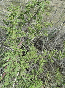 Hedosyne ambrosiifolia