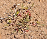 Astragalus lentiginosus var. ineptus