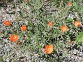 Sphaeralcea grossulariifolia