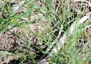 Heterosperma pinnatum