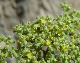 Paronychia sessiliflora