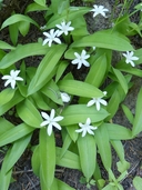 Clintonia uniflora