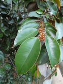 Chrysophyllum oliviforme