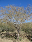 Acacia cochliacantha