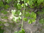 Adenophyllum speciosum