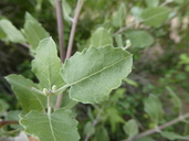 Hyptis laniflora