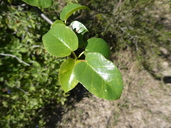 Jatropha vernicosa