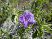 Ruellia californica ssp. californica
