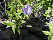 Ruellia californica ssp. californica