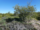 Black Mangrove