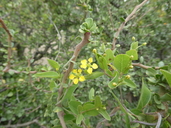 Cottsia californica
