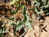 Calystegia collina ssp. tridactylosa