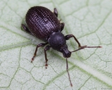Rough Strawberry Root Weevil