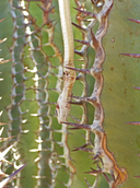 Euphorbia virosa