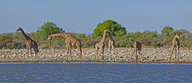 Giraffa giraffa angolensis