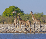 Giraffa giraffa angolensis