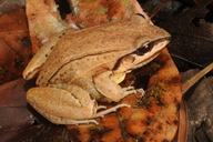 Leptodactylus didymus
