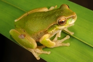 Kroombit Tree Frog