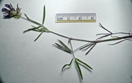 Trifolium wildenovii