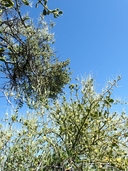Phoradendron leucarpum